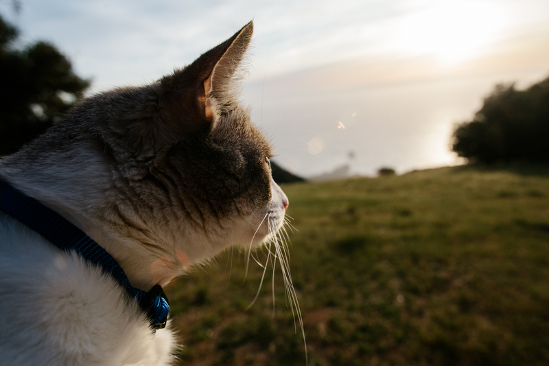 Illustration for article titled How To Take Your Cat Camping